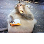 THE FAT MONKEY FAN CLUB