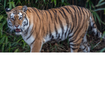 a group of tigers