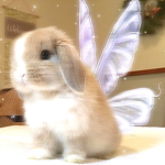 kawaìì.ᐟ