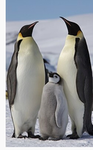 Club penguins!