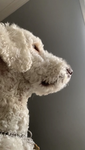 Doggylovesttds fan group
