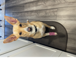 Poor to help my dog