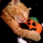 Feeling Halloween
