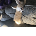 Dogs are Awesome and Cute!