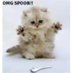 Kitten lovers!!!!! :D