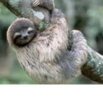 Sloth playz