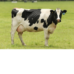 cowy
