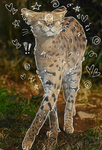 Therian_paws_group
