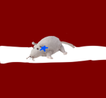 Latvian Ikea rats