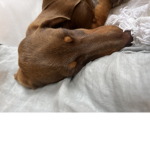 If u love dogs then join this group