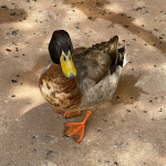 Look at this duck Games