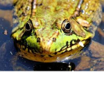 The Frogos!