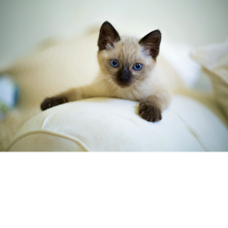 Cat tycoon