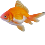 Goldfish United