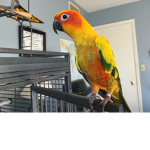 CONURE FAN GROUP!