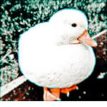 Swaggy Ducklings