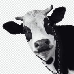 The Cow Obby!