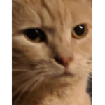 TheAmogusGang
