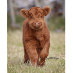 Cute COWs teehee