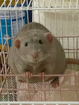 RAT GROUP/ SKZ FANS