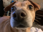 Doge Fans OFFICIAL