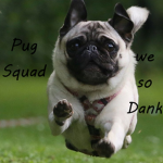 We Are The Pug Squad