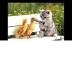 Cats Kittens
