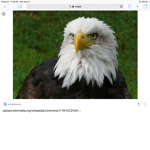 The Canadian Eagles