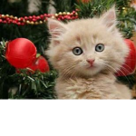 y u i kittens <3