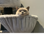 Cat Intelligent Agency