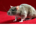 -| The Rat Community |-