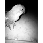 Parrots united with pinewood
