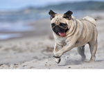 FOR THE PUGS :D