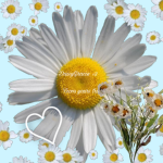 BFF Daisies