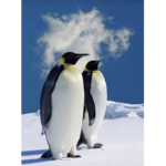 Penguin fans join