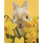 YellowBunny
