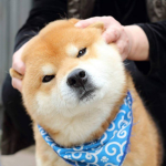 ShiBa_<3