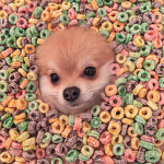 Fruit loop puppys