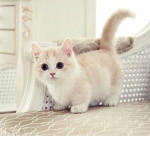 Munchkin army <33