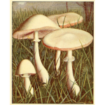 "Vintage mushrooms!" :)