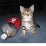 cats.xyz