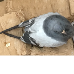 The Bird Group :D