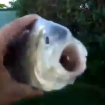 Literally fish