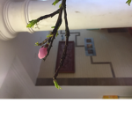 The blossom team
