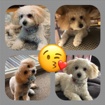 Hannah Playz Fan group YT