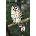 Pls owl