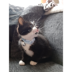Cute cats,hamsters,kittens!