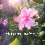 - hibiscus union -