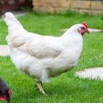 Chickens YES