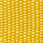 the corn worshippers